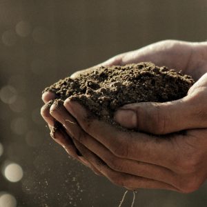 person holding soil in their cupped hands