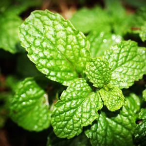 spearmint leaves