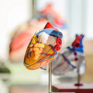 plastic model of a heart