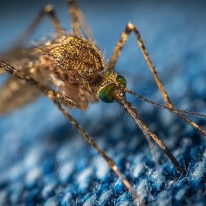 close up of a mosquito