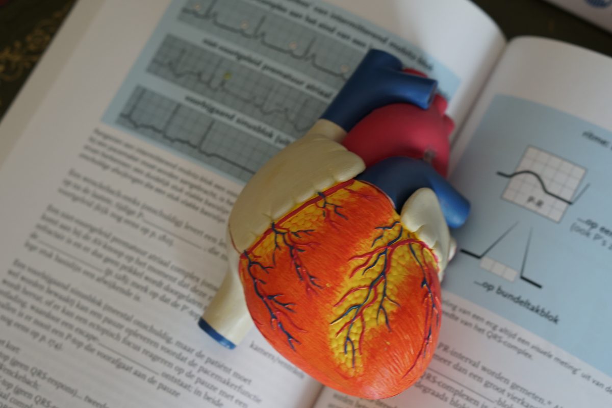 heart model on a book