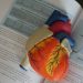 heart model on a book