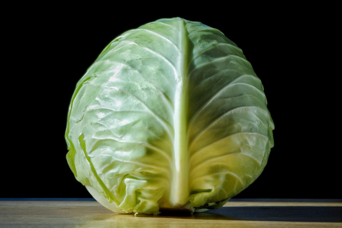 head of cabbage