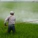 spraying crops with pesticide