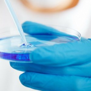 blue gloved person holding a petri dish