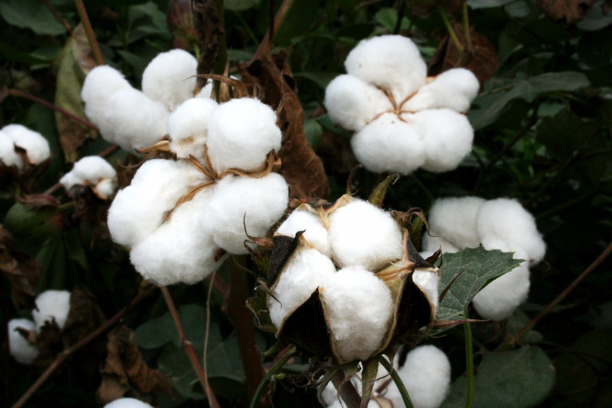 close up of cotton plants