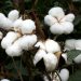 close up of cotton plants