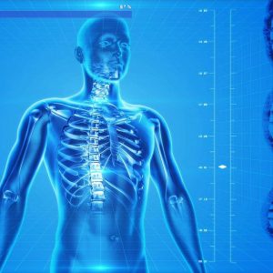 graphic of a human body and skeletal system