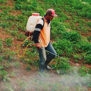 man spraying pesticides