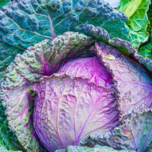 purple cabbage