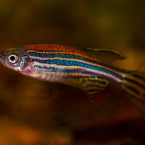 zebrafish