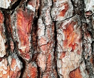 pine tree bark