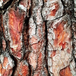pine tree bark
