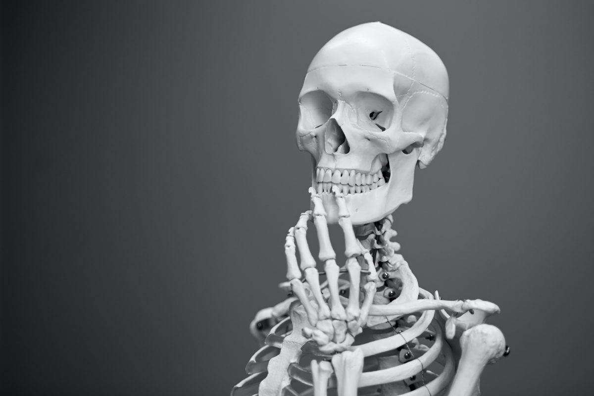 model of a skeleton