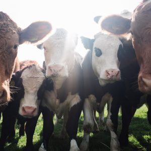 dairy cows huddling around a camera