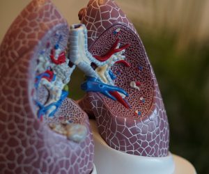 3D model of human lungs