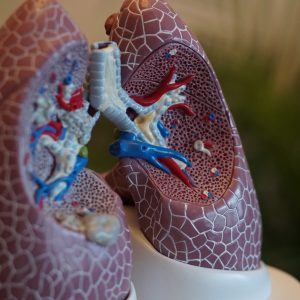 3D model of human lungs