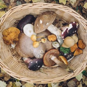 basket full of mushrooms
