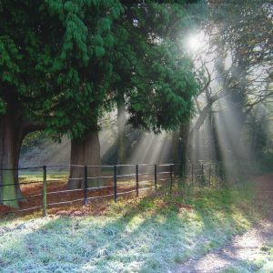 sunshine breaking through the trees