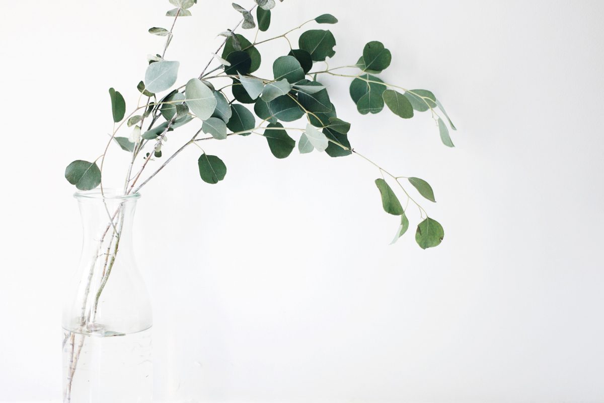 Eucalyptus in a vase