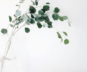 Eucalyptus in a vase