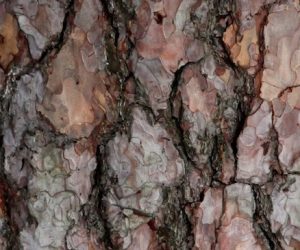 7 Pine Bark Extract Benefits