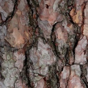 7 Pine Bark Extract Benefits