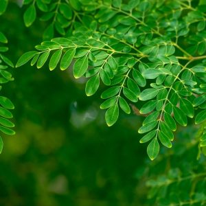 moringa tree leaves