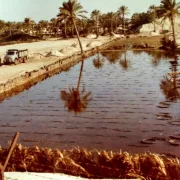 Flooded Mawasi plot (1983) along southern coast of the Gaza Strip. Photo by Yair Friman